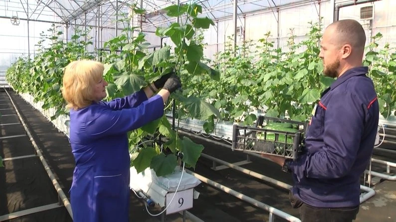 Вітамінна підтримка для дітей: у Хмельницькому професійному училищі почали збір тепличної продукції